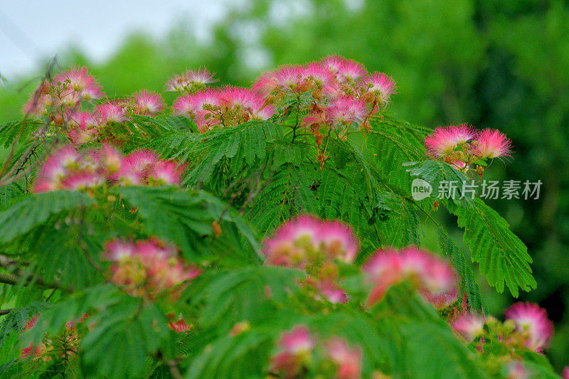 合欢/丝树花:蓬松，粉红色，粉扑花头